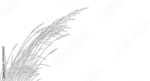Pencil Drawing of Wheat or Oat Plant.