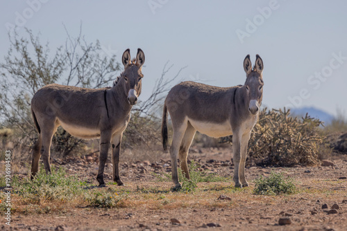 Foto Wild Burros Near Lake Pleasant in the Winter in the Arizona Desert
