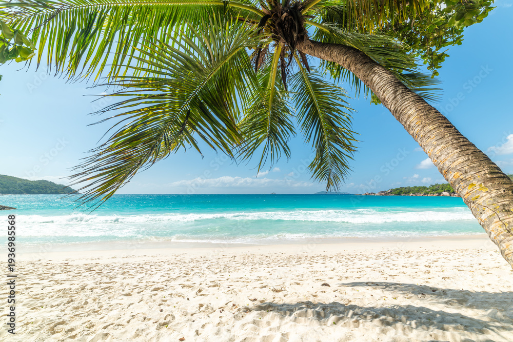 Obraz premium Palm tree by the sea in a tropical beach with turquoise water