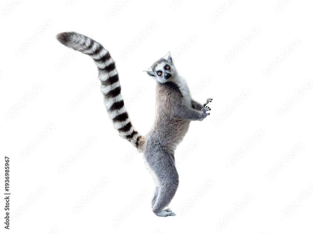 Fototapeta premium lemur isolated on white background