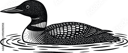Black and white common loon bird illustration swimming on water, detailed feather pattern drawing for nature, wildlife, education and art