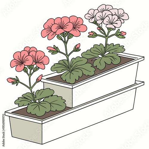 Of pink and white geraniums in white planters flowers