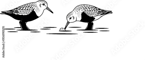 Two shorebirds forage in shallow water on a white background