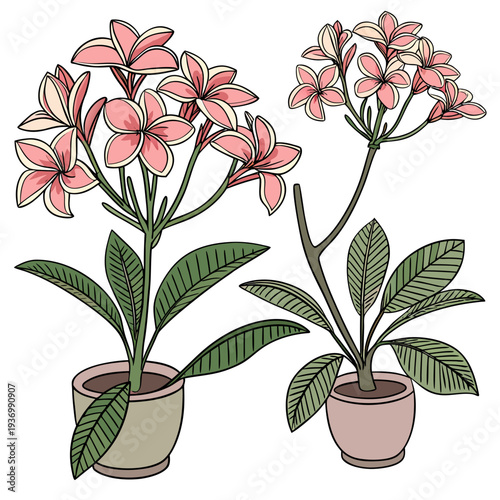 Pink flowering plants in pots with green leaves potted plants