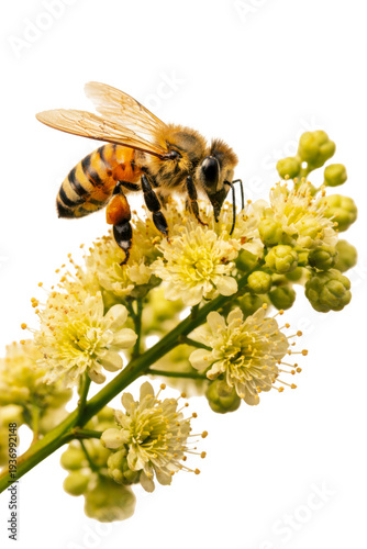 isolated image of a honey bee on yellow wildflowers, macro photography showcasing intricate details of insect and flora against a transparent background for design flexibility.