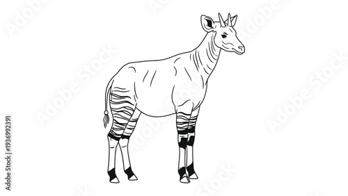 Okapi Illustration: A meticulously crafted black-and-white illustration of an Okapi, showcasing its unique striped legs and elegant posture.