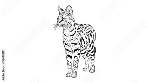 Serval Cat Sketch: A detailed, monochrome sketch showcases the elegance of a serval cat, highlighting its distinctive spotted coat and upright posture. A testament to nature's artistry.