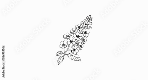 Delicate line art depicts a blossoming branch with small white flowers and leaves