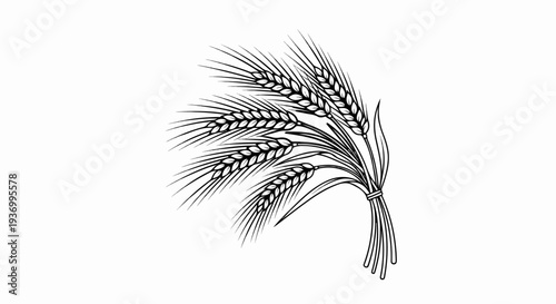 Line art illustration of a bundle of wheat stalks tied together with twine