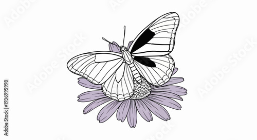 Delicate butterfly rests on a soft purple daisy, black and white illustration