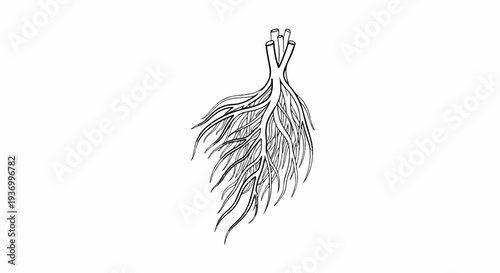 Detailed illustration of plant roots branching downwards