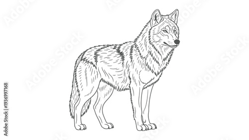 Majestic Wolf in Ink: A stunning illustration showcases a majestic wolf, its form rendered in intricate ink, standing proud.