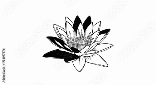 A detailed black and white line drawing of a blooming water lily