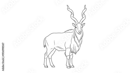 Majestic Markhor illustration: An artistic monochrome sketch of a magnificent Markhor goat, its impressive spiraling horns and powerful stance showcasing the untamed beauty of the animal.