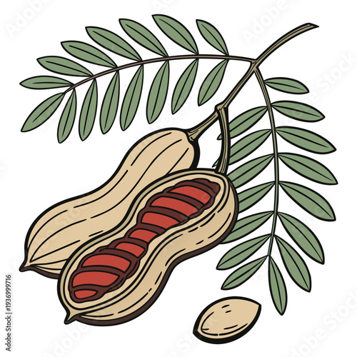 Tamarind pod with leaves and seeds tamarind fruit