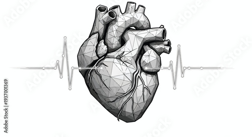 Human heart cardiology medical anatomy sketch
