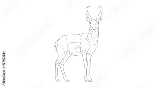 Antelope Line Art: An elegant depiction of an antelope, rendered in sleek black lines, stands poised with a dignified aura. A pure portrayal of nature's design. 