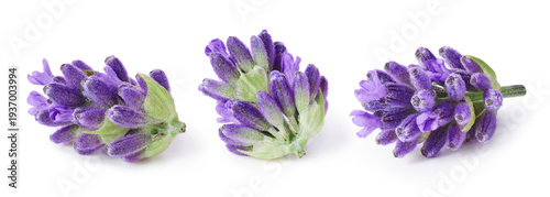 Lavender flowers isolated on white background