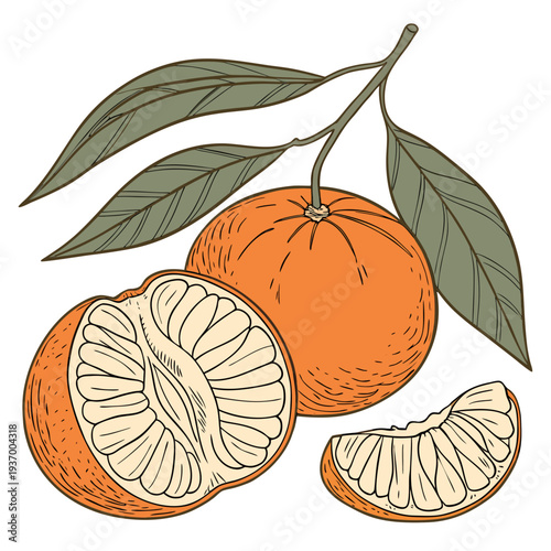 Ultra detailed of fresh tangerines with one cut open 1