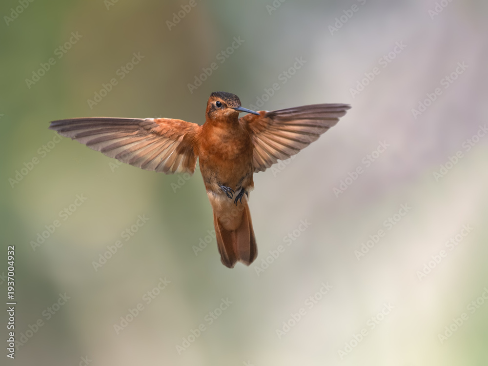 Fototapeta premium Shining Sunbeam Hummingbird Hovering Against Blurred Green Background