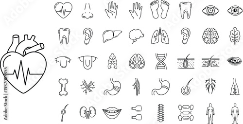 Human anatomy icons collection, body parts symbols, organ graphics, medical illustration, health design, biological elements, educational essentials, wellness visuals