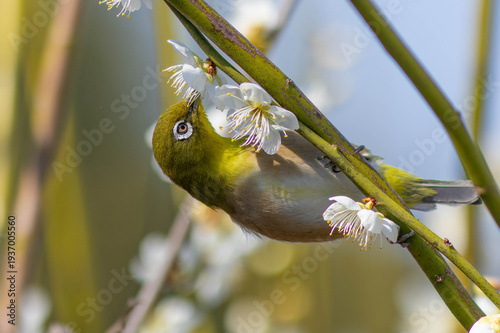 梅の枝に登るメジロ