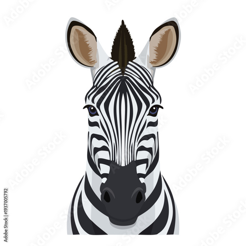 Zebra portrait isolated on white background