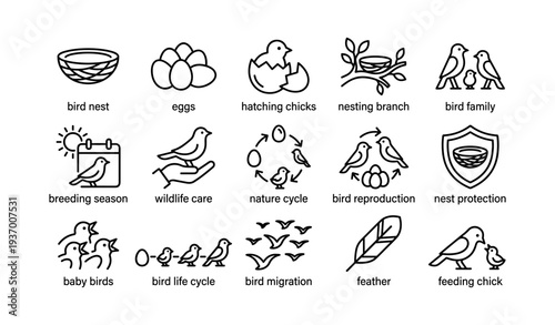 Bird life cycle icons: nesting, hatching, migration, and breeding symbols