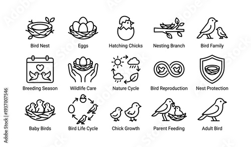 Bird nesting icons: eggs, chicks, wildlife care, nature cycle, breeding symbols
