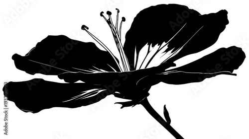 A stark black and white floral illustration featuring a close-up of a bloom and stem
