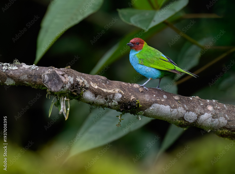 Obraz premium Bay-headed Tanager Perched on Lichen Branch in Tropical Forest