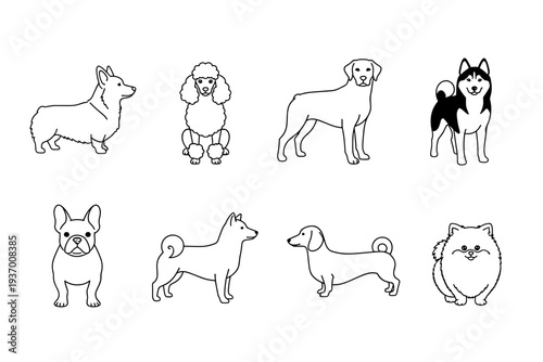 Various dog breeds line art collection including corgi, poodle, labrador, husky, french bulldog, shiba inu, dachshund and pomeranian pet illustrations.