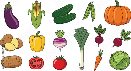 Large collection of fresh garden vegetables including pumpkin eggplant corn cucumber potato tomato carrot and cabbage isolated on white background for healthy eating vector
