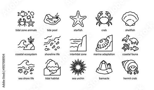 Tidal zone marine life icons featuring starfish, crab, shellfish, and more aquatic creatures