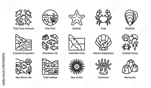 Coastal marine icons: tidal zone life and shoreline creatures