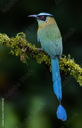 Andean Motmot Perched on Mossy Branch in Tropical Cloud Forest