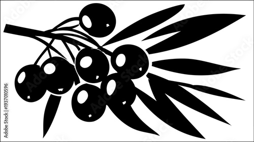 Silhouetted illustration of a branch with round fruits and elongated leaves, presented against white