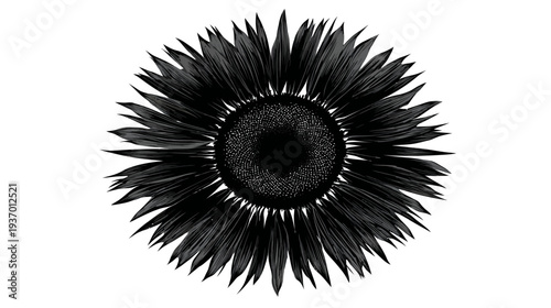 A grayscale illustration of a floral blossom with numerous pointy petals and a detailed center