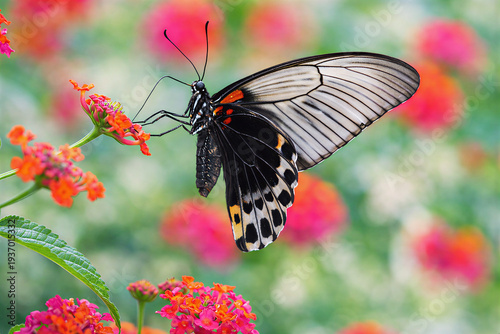 Close up of a Pastor butterfly (Papilio memnon) perched on a flower.