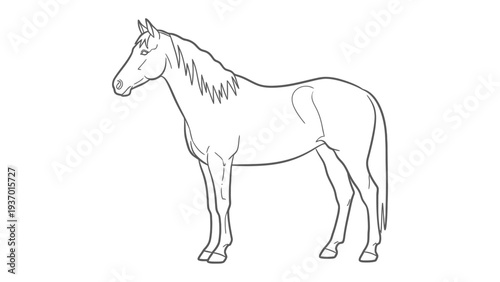 Elegant Line Art Horse: A simple yet elegant line art of horse gracefully stands, embodying the refined essence of equine beauty.