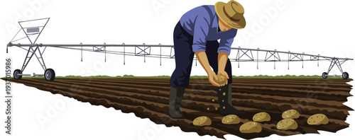 Agricultural worker planting organic potatoes in a tilled field with irrigation system