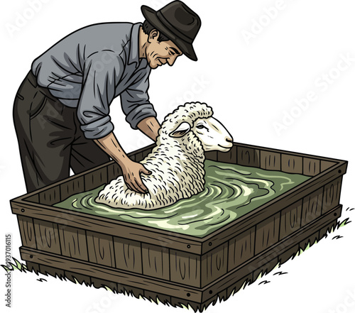 Male rancher washing a white sheep in a wooden trough