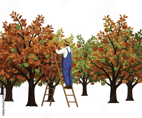 Orchardist standing on a ladder picking ripe apples from fruit trees in autumn