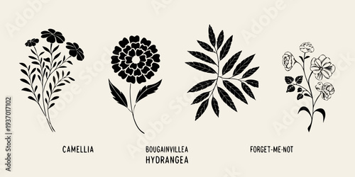 Botanical illustration featuring camellia bougainvillea hydrangea and forget me not
