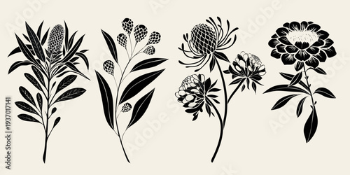 Photos Elegant botanical illustration featuring various native australian wildflowers i