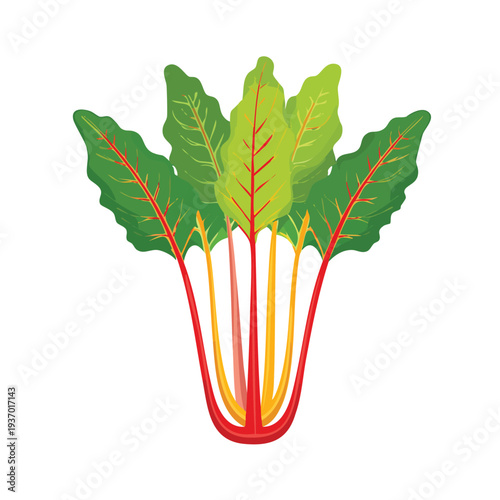 Vibrant swiss chard illustration on white background