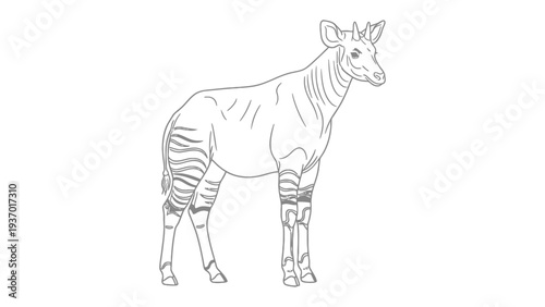 Okapi Sketch: An elegant black and white sketch showcases the unique okapi, with its zebra-like stripes on its legs and distinctive giraffe-like features, standing gracefully in a pristine setting. 