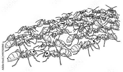 Hand drawn ant swarm black white insect line art vector