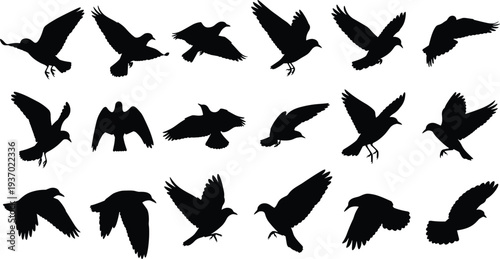 WebBird silhouette vector illustration, flying and perched positions, black bird artwork, avian posture collection, wing dynamics design, nature wildlife symbol, artistic graphic set