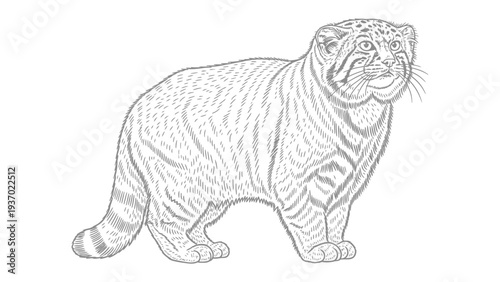 Wildcat Line Art: A detailed line drawing of a wildcat, showcasing the animal's distinctive striped pattern and attentive expression.